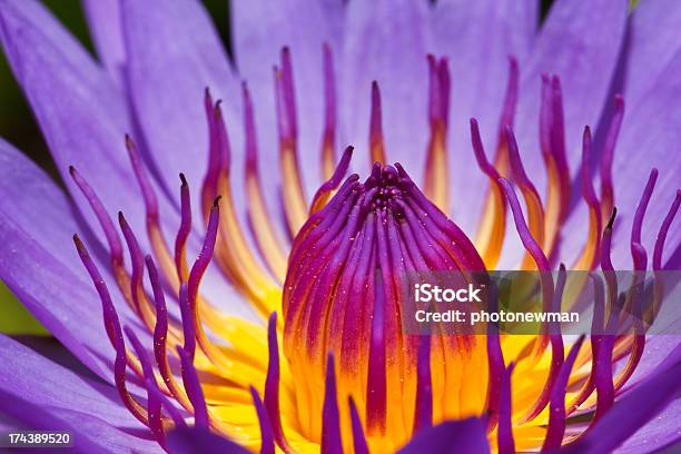 Loto Viola - Fotografie stock e altre immagini di Aiuola - Aiuola, Ambientazione esterna, Bellezza naturale