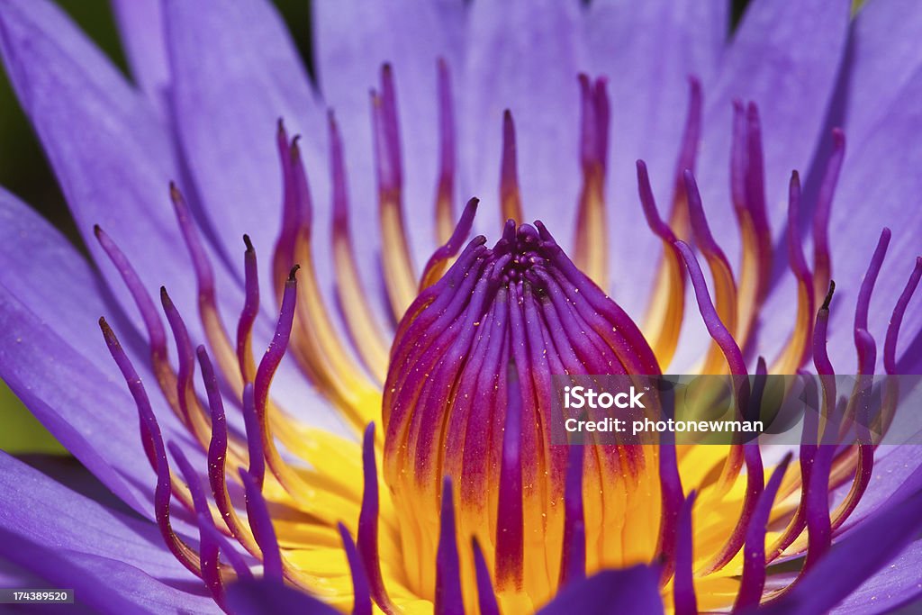 Roxo lotus - Foto de stock de Ave Aquática royalty-free