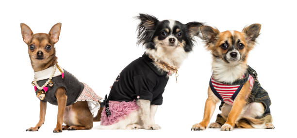 istock Group of dressed up Chihuahuas, isolated on white 174389571