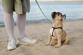 A French bulldog cute puppy walking on the beach on the sand with the pet owner