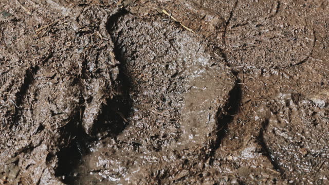 Footprints in forest