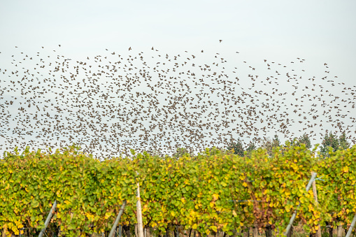 Common starlings (Sturnus vulgaris) flying together, in perfect symbiosis to protect themselves against predators. Bas-Rhin, Collectivite europeenne d'Alsace,Grand Est, France.