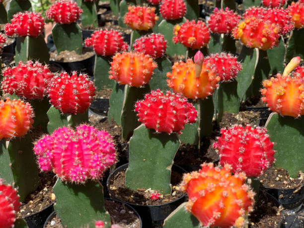 istock Grafted Cactus, Lollipop, Moon Cacti 1743911134