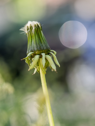 A vibrant dandelion bud in a garden against a blurred background