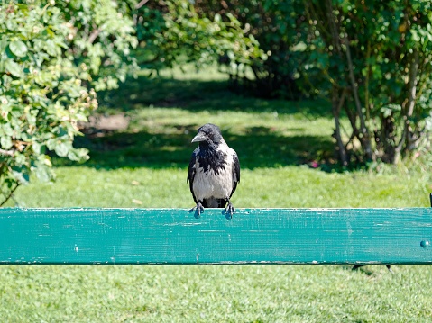 A beautiful raven perched atop a wooden park bench in a lush green outdoor recreational area