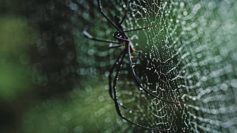 Close-up of spider