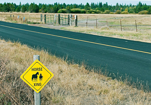 istock Horse crossing from ranch to pasture in central Oregon 174391990
