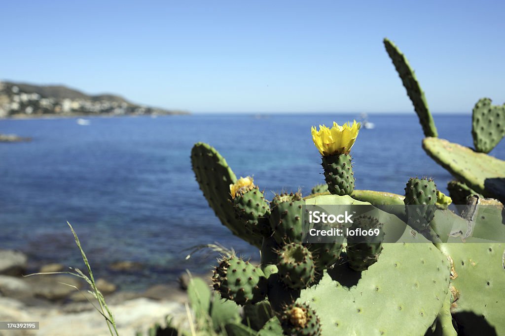 Opuntia ficus indica Details of a barbary fig in blooming in nature. Cactus Stock Photo