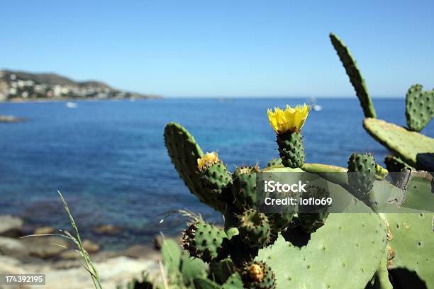 Opuntia Ficus Indica Stock Photo - Download Image Now - Cactus, Flower, Horizontal