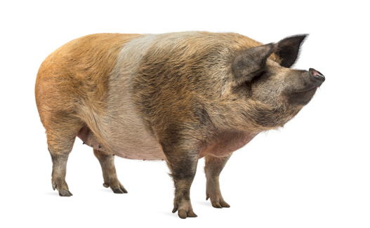 Cerdo domesticado pie y mirando lejos, Aislado en blanco photo