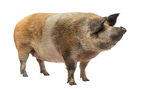 Photo of Domestic pig standing and looking away, isolated on white
