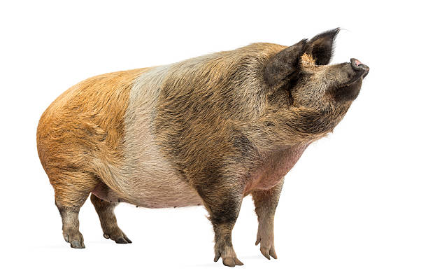 istock Domestic pig standing and looking up, isolated on white 174392323