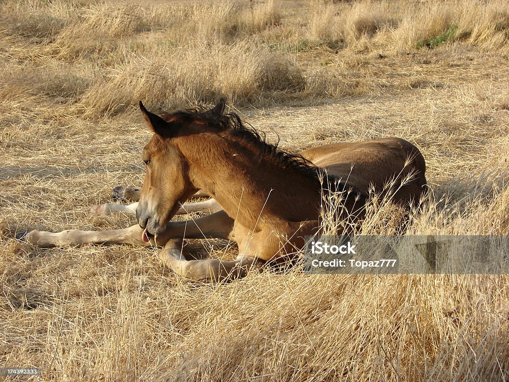 Cheval et Poulain - Photo de Activité libre de droits