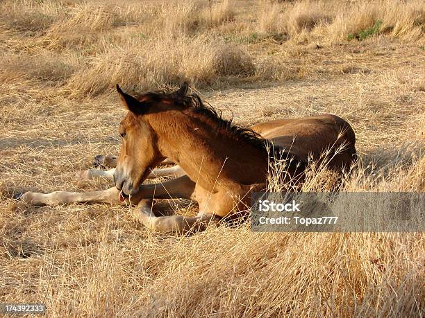 Puledro Cavallo - Fotografie stock e altre immagini di Ambientazione esterna - Ambientazione esterna, Animale, Animale domestico