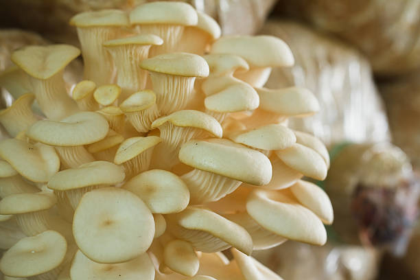 istock Mushrooms Growing In A Farm 174392584