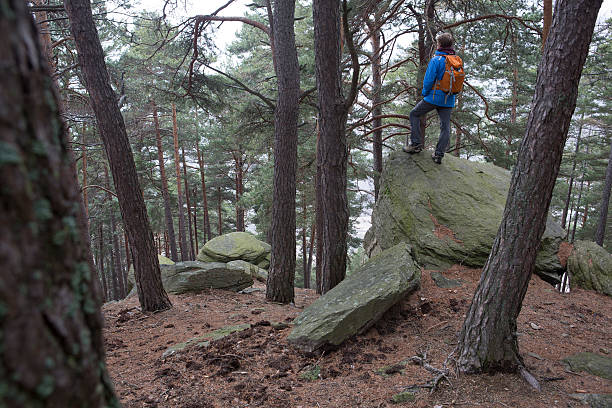istock Man standing on rock in pine forest, looking up 174392599