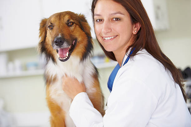 istock The gentleness of a vet's touch 174392616