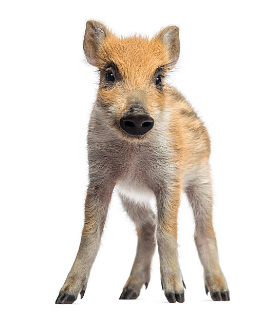 istock Wild boar, Sus scrofa, 2 months old, standing, isolated 174392816