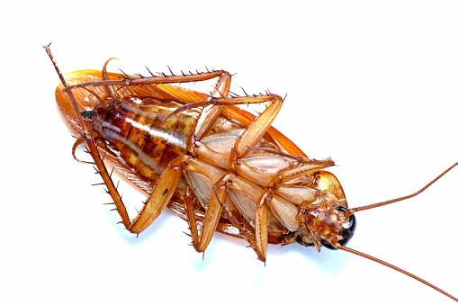 Cockroach - white background.