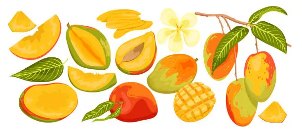 Vector illustration of Mango set, ripe and unripe green fruit, whole mango and cut in half and cubic slices