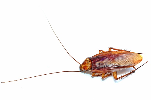 Cockroaches that live in the corners of the house