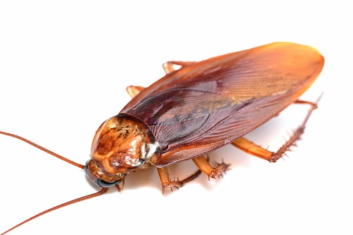 Cockroach - white background.