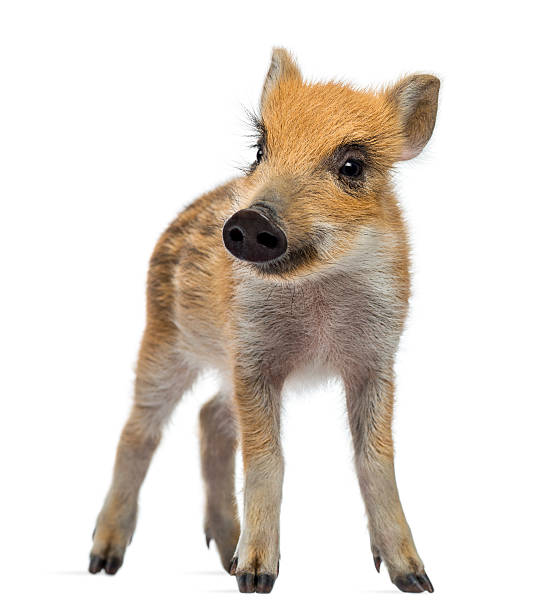 istock Wild boar, Sus scrofa, 2 months old, standing 174394199
