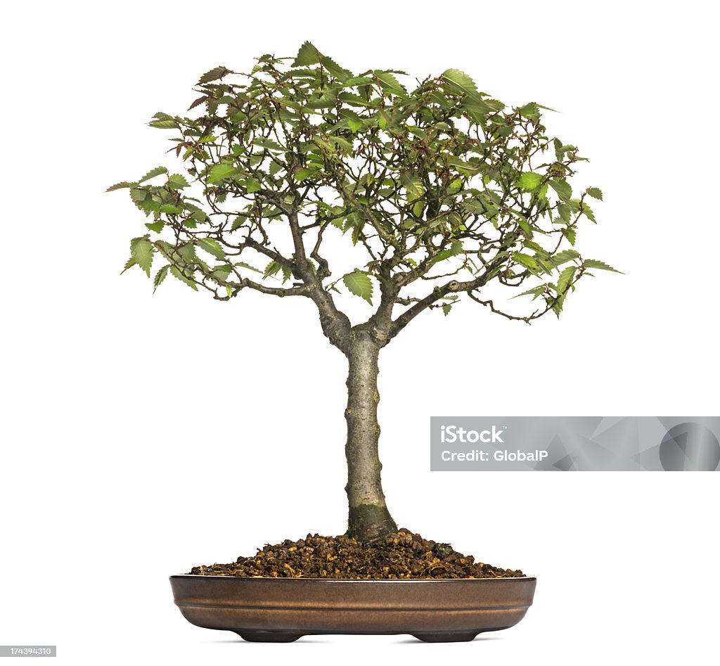 Olmo Serrata, bonsai, isolato su bianco - Foto stock royalty-free di Albero