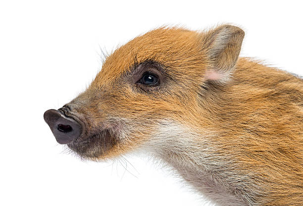 istock Wild boar, Sus scrofa, 2 months old, looking away 174394372