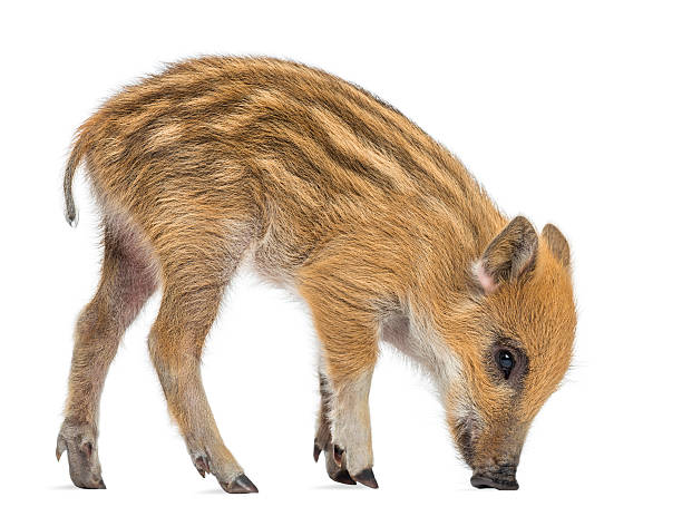 istock Wild boar, Sus scrofa, 2 months old, isolated on white 174394467