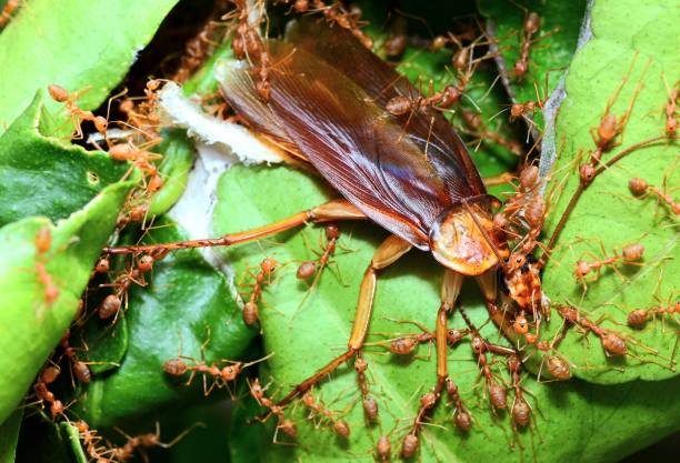 Free Stock Photo of Thai cockroach | Download Free Images and Free ...