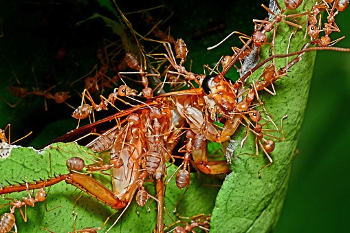 Ants Dragging Cockroach to nest - animal behavior.