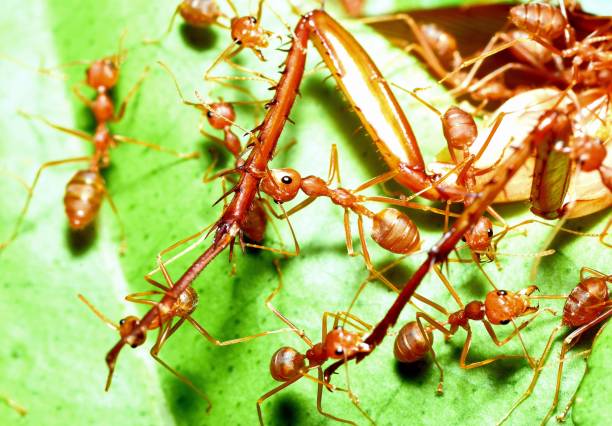 istock Ants Dragging Cockroach to nest - animal behavior. 1743948884