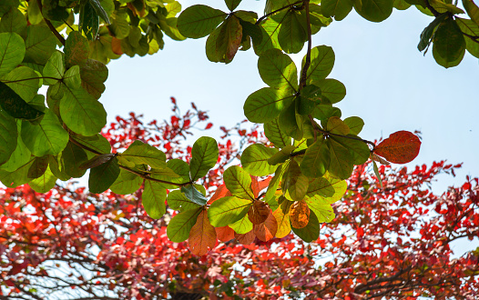 Terminalia catappa leaves with blue sky in autumn.