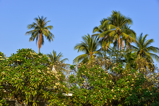 Scenic view of oil palm plantation with young trees early in the morning  in Johor, Malaysia. Johor state is one of the largest palm oil region that contributes to Malaysian economy.