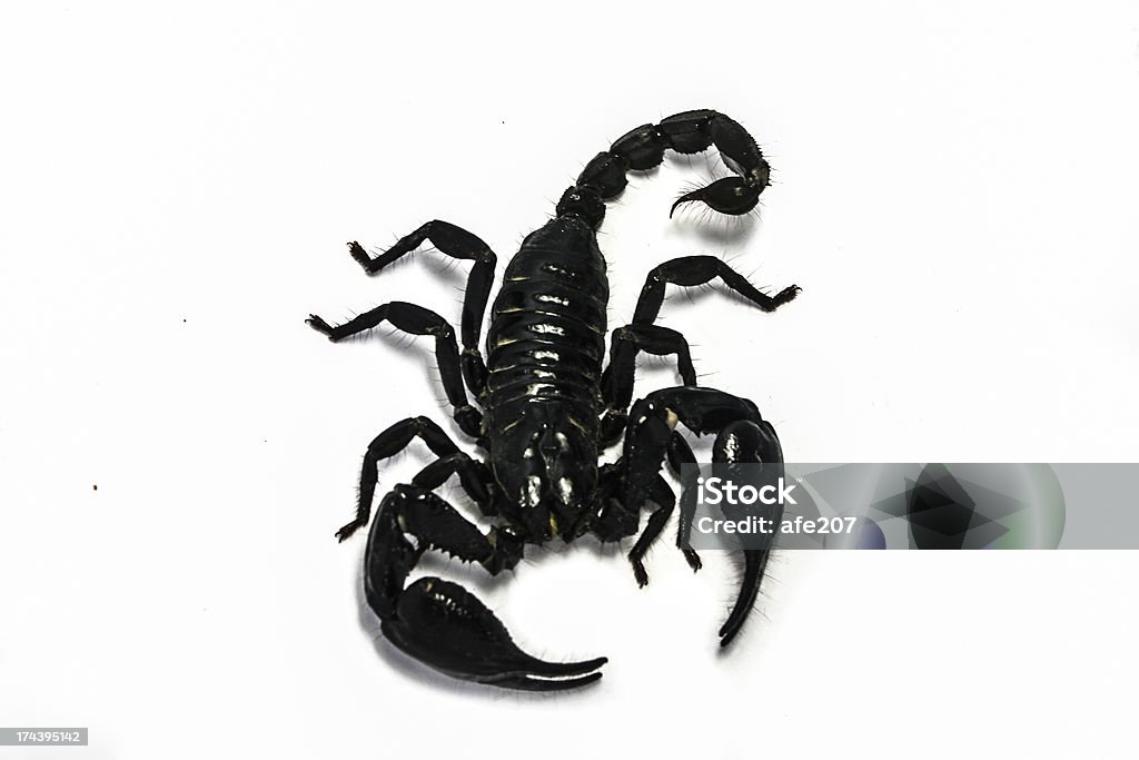 Скорпион изолированные форму в Юго-Восточной Азии - Стоковые фото Арахнофобия роялти-фри