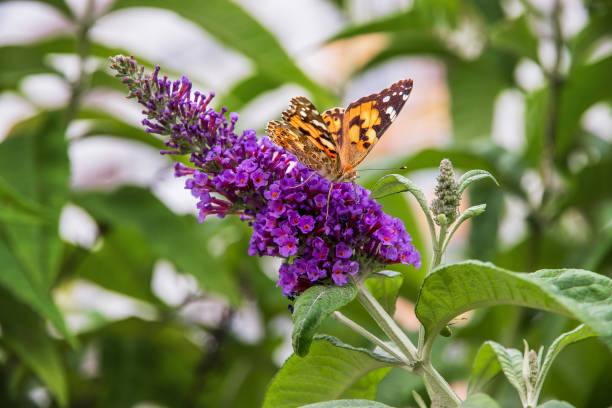 Free Stock Photo of Butterfly Perched on Purple Flower in Garden ...