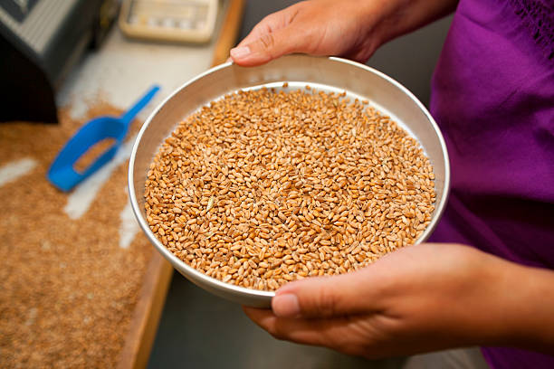 istock Measuring of moisture in wheat grains 174395327