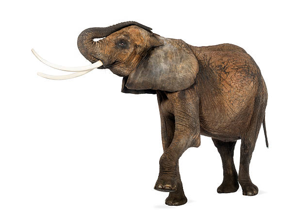 istock Side view of an African elephant lifting its trunk, isolated 174395348