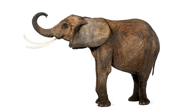 istock Side view of an African elephant lifting its trunk, isolated 174395354