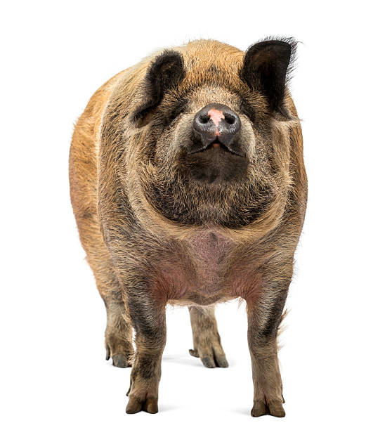 istock Domestic Pig standing and looking up, isolated on white 174395455