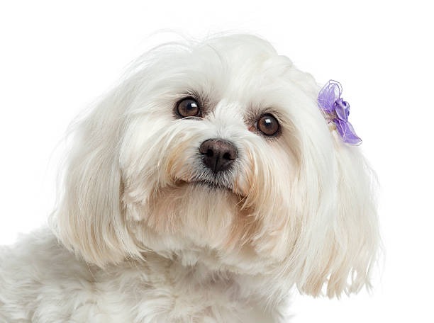 istock Close up of a Maltese, isolated on white 174395544