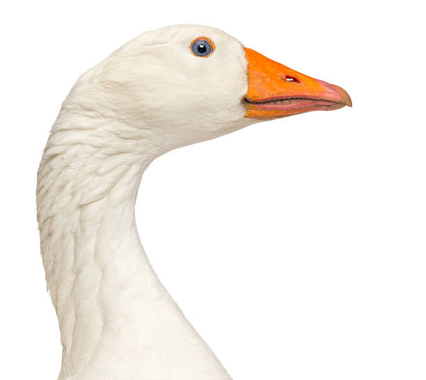 istock Close-up of a Domestic goose, isolated 174395576