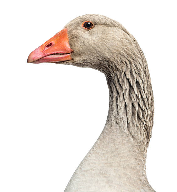 istock Close-up of a Domestic goose, isolated 174395583
