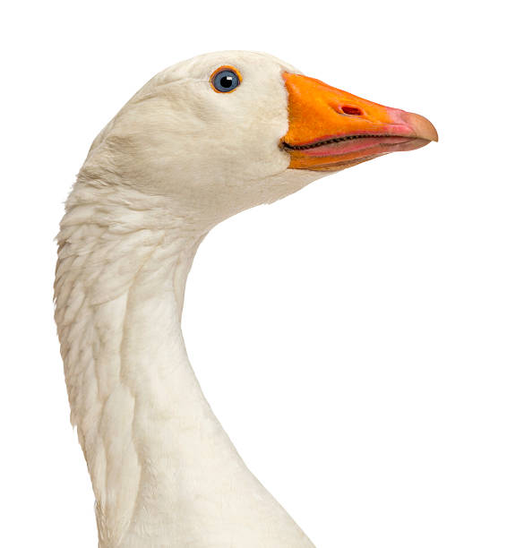 Close-up of a Domestic goose, isolated