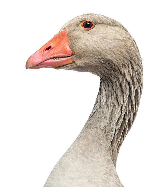 istock Close-up of a Domestic goose, isolated 174395589