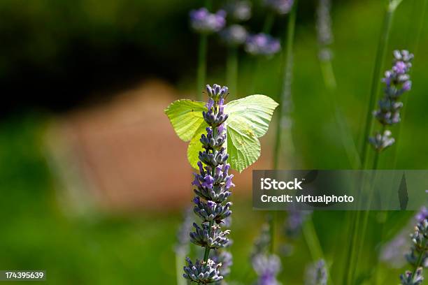 Green Butterfly On Lavender Stock Photo - Download Image Now - Back Lit, Butterfly - Insect, Color Image