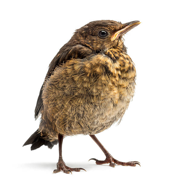 istock Common Blackbird, Turdus merula, 15 days old, isolated on white 174395859