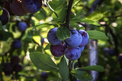 Lots of ripe dark blue plums on the branches of a tree.