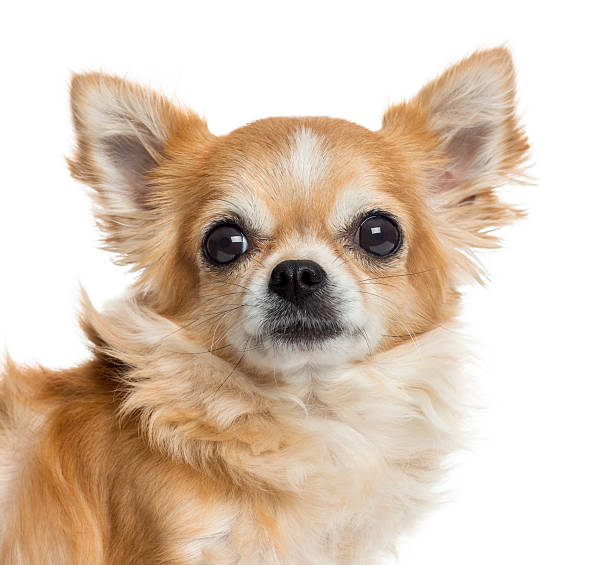 istock Close-up of a Chihuahua, isolated on white 174397480